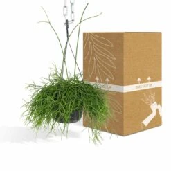 Rhipsalis Baccifera - H30cm, ø12cm - Plante D'intérieur Tombante -Jardinoux Soldes Magasin e978edd2f51248df