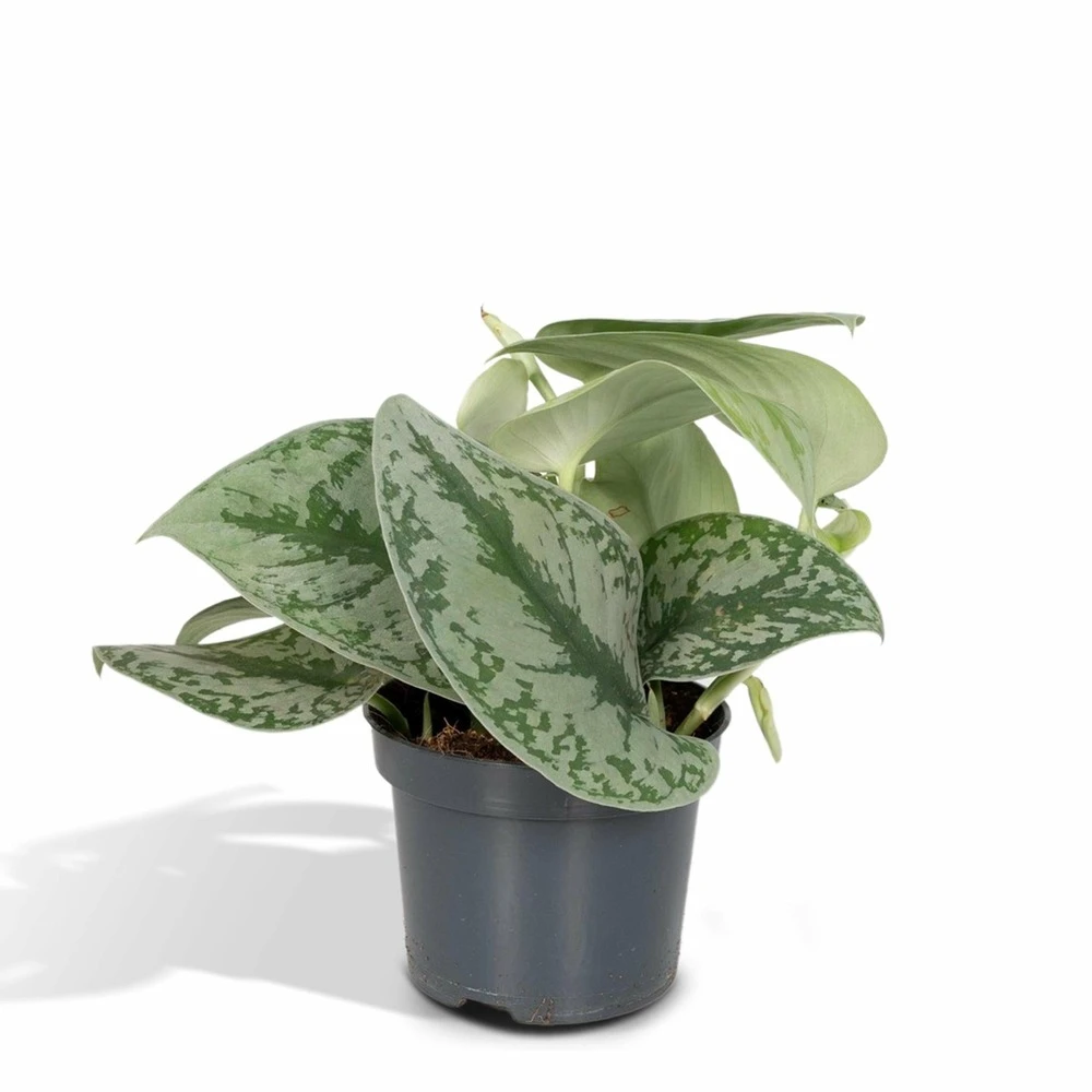 Pothos Scindapsus Pictus Epipremnum - H15cm, ø12cm - Plante D'intérieur Tombante 3 Pothos Scindapsus Pictus Epipremnum - H15cm, ø12cm - Plante D'intérieur Tombante