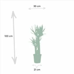 Yucca X3 - Grandes Plantes D'intérieur -Jardinoux Soldes Magasin f0602f8bf1fb9d9b