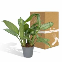 Aglaonema Christina - H30cm, ø12cm - Plante D'intérieur -Jardinoux Soldes Magasin f0caf2476ad693a9