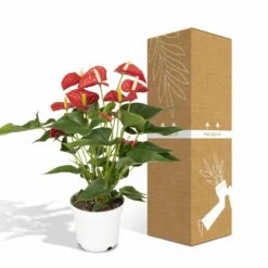 Anthurium Rouge - H55cm, ø17cm - Plante D'intérieur 11 Anthurium Rouge - H55cm, ø17cm - Plante D'intérieur -Jardinoux Soldes Magasin f142fbabc9731d72