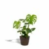 Delicious Monstera Et Son Panier Noir - H80cm, ø21cm - Plante D'intérieur -Jardinoux Soldes Magasin f2ee734857389449