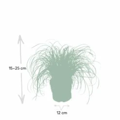 Herbe à Chat - H20cm, ø12cm - Plante D'intérieur -Jardinoux Soldes Magasin f3d68845697a0a0e