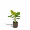 Bananier Nain Cavendish Et Son Cache-pot Noir - H90cm, ø21cm - Grande Plante D'intérieur -Jardinoux Soldes Magasin f470d04b772270ac