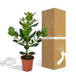 Clusia Princess - H60cm, ø12cm - Plante D'intérieur -Jardinoux Soldes Magasin f9890d4a2570b058