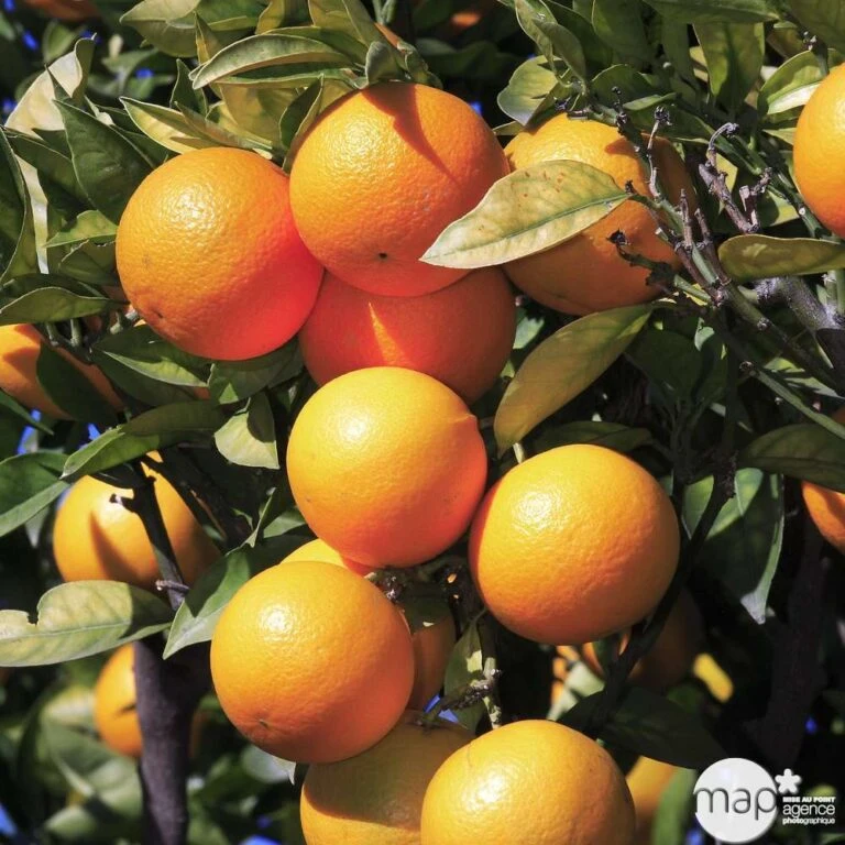 Jardinoux Soldes Magasin -Jardinoux Soldes Magasin 784983 001 768x768 1